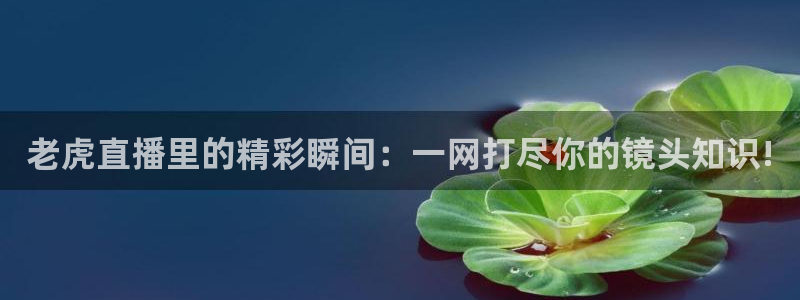 咪咕视频下载免费下载：老虎直播里的精彩瞬间：一网打尽你的镜头知识!